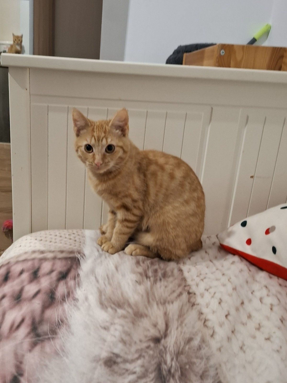 Picture of Velvet