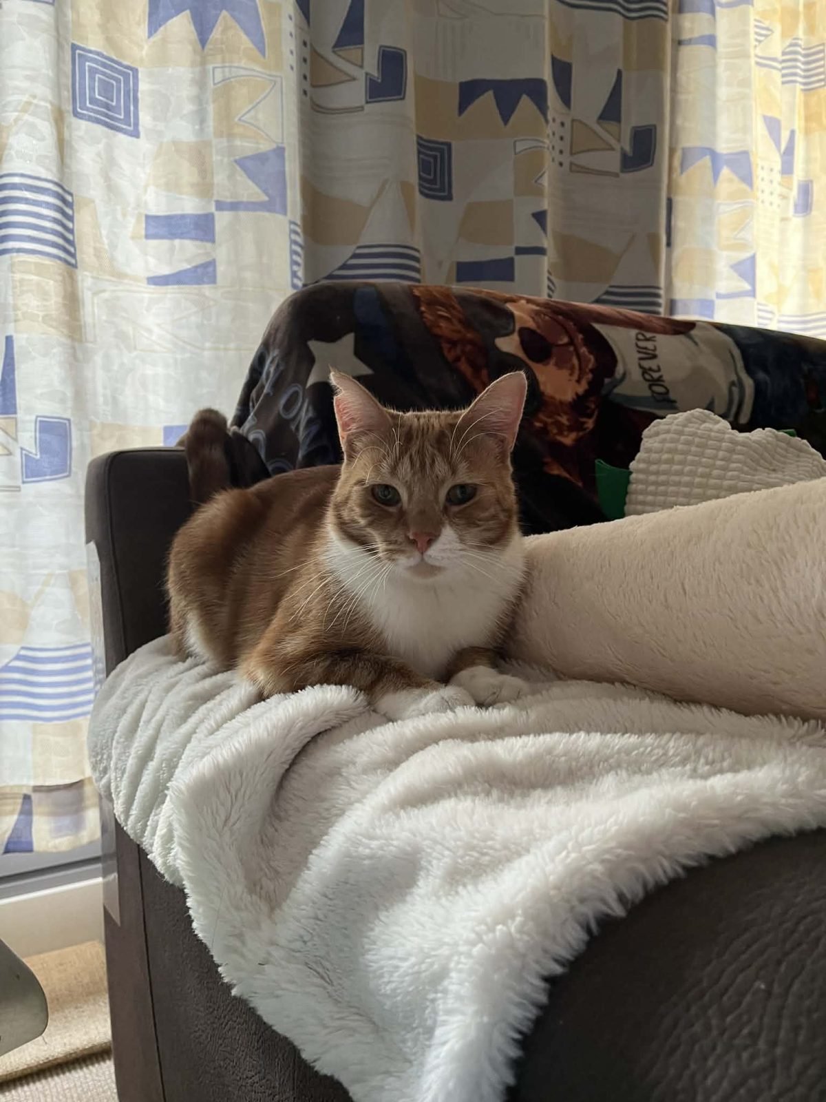 Picture of Tommeke