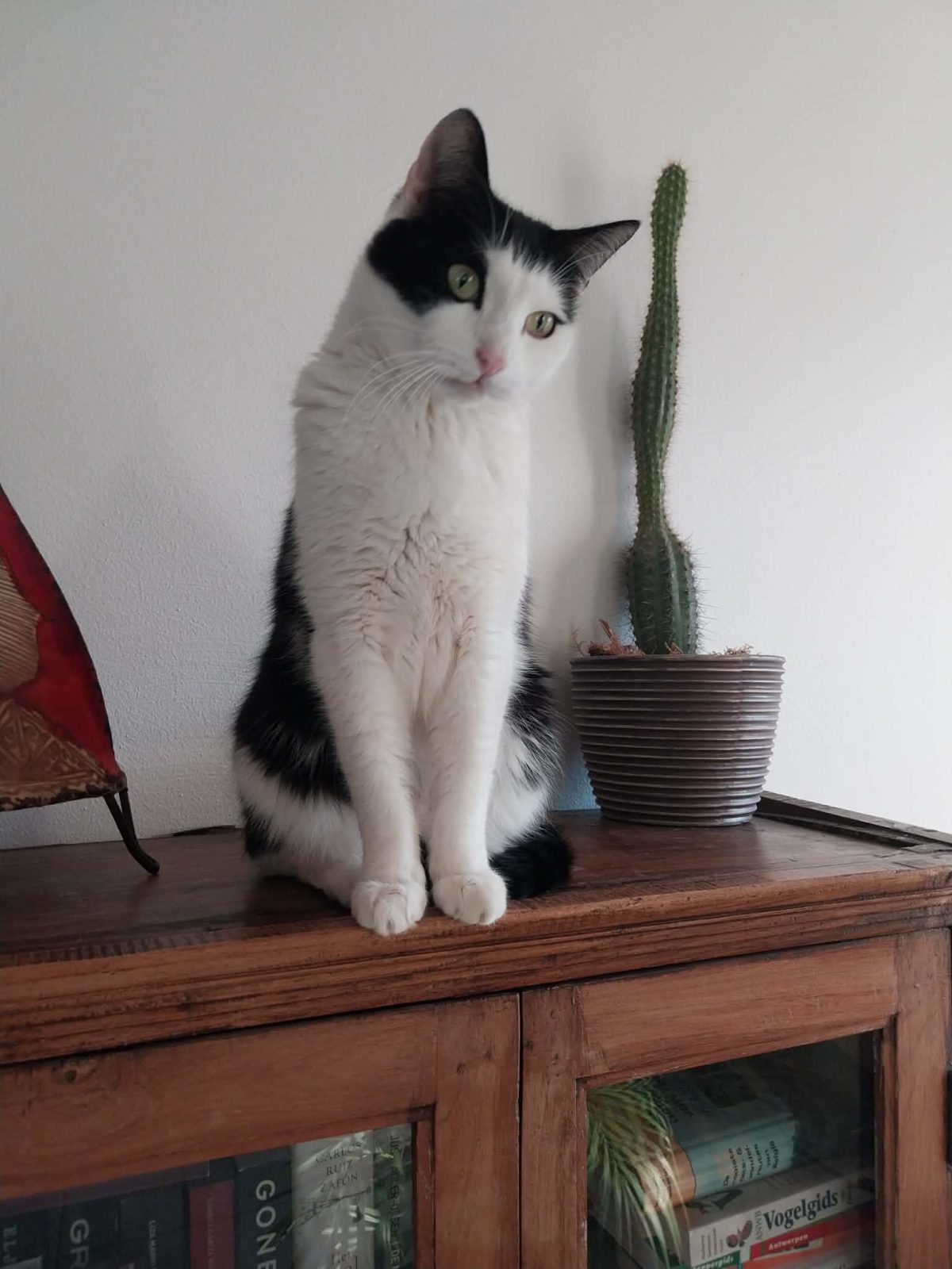 Picture of Finn