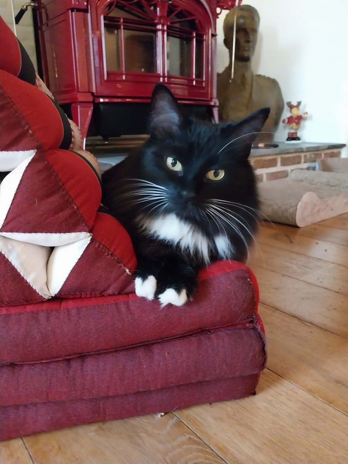 Stella