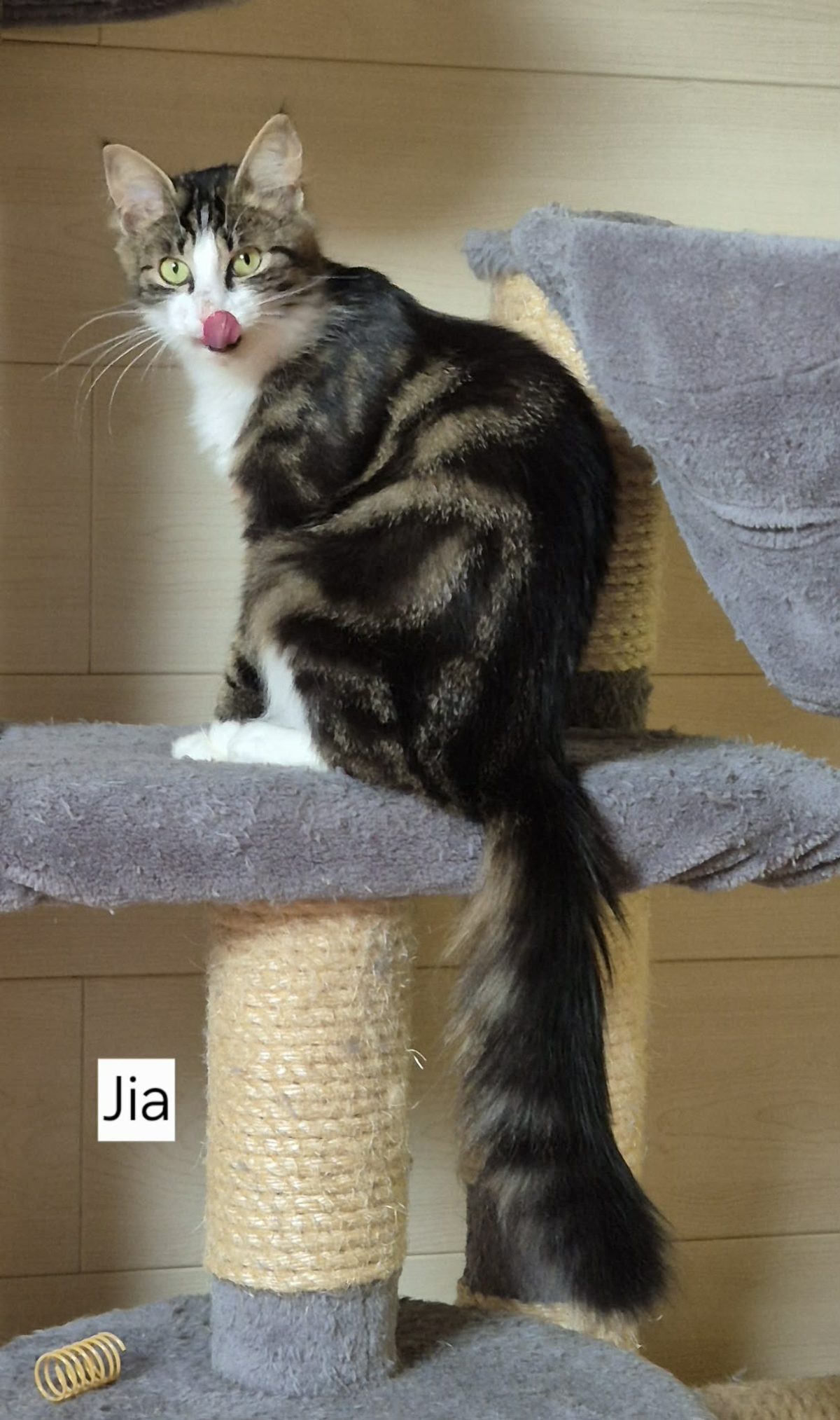 Picture of Jia