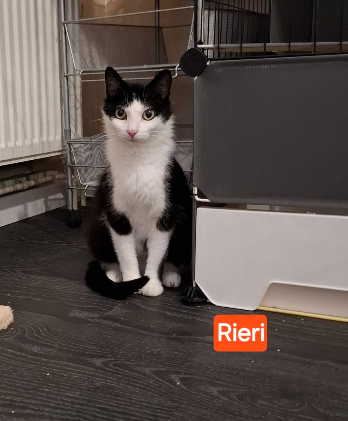 Picture of Rieri