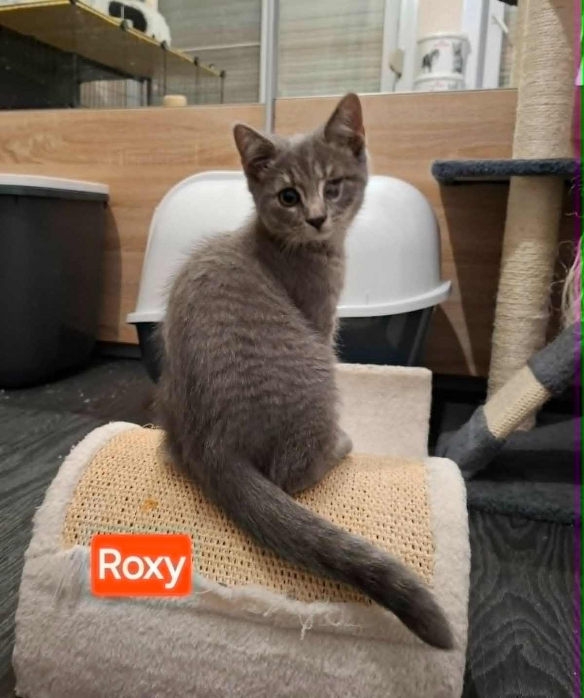 Picture of Roxy